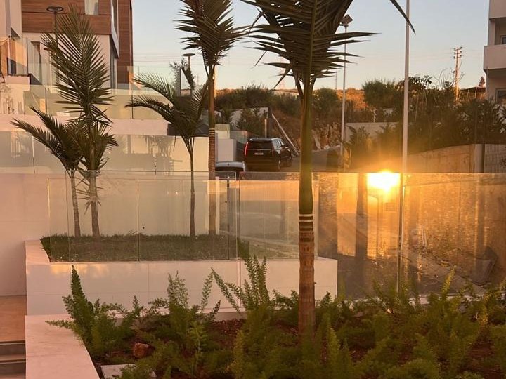 Young palm trees planted in raised beds on a modern terrace at sunset, Mediar