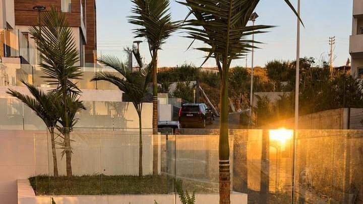 Young palm trees planted in raised beds on a modern terrace at sunset, Green line landscaping