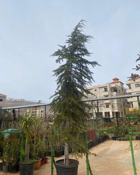 Cedar of Lebanon feature tree