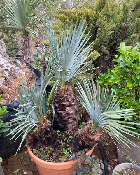 Fan palm in a nursery pot