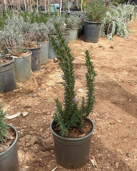 Potted rosemary shrub