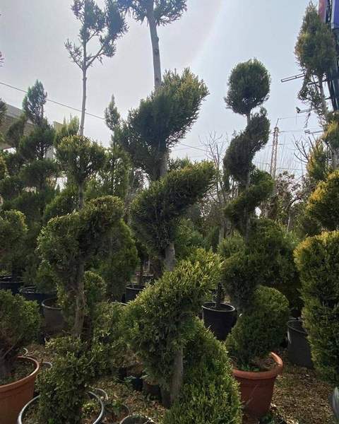 Topiary spiral, shaped plant